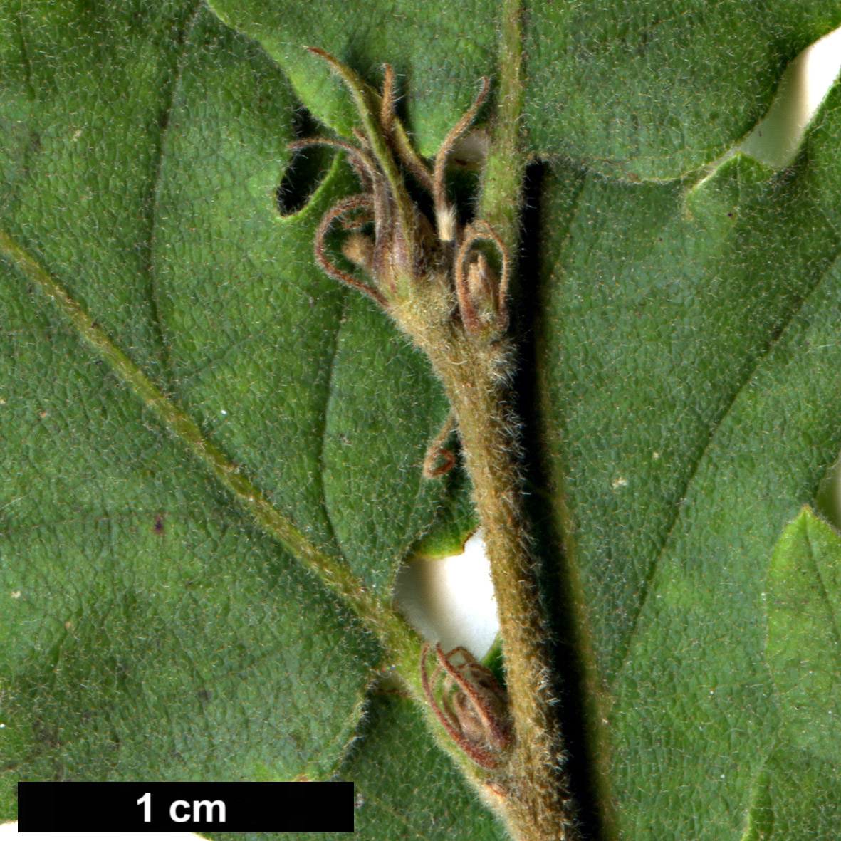 High resolution image: Family: Fagaceae - Genus: Quercus - Taxon: cerris - SpeciesSub: 'Afyon Lace'